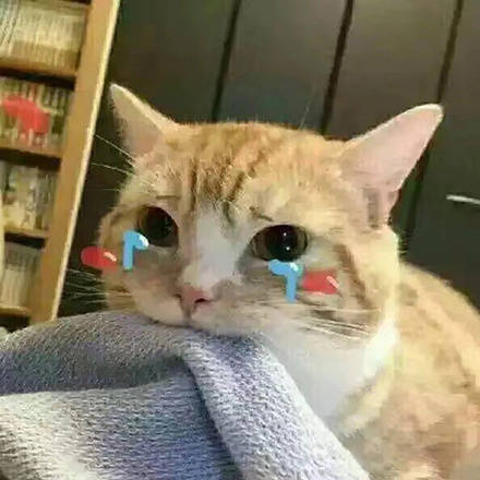 一组猫猫表情包
