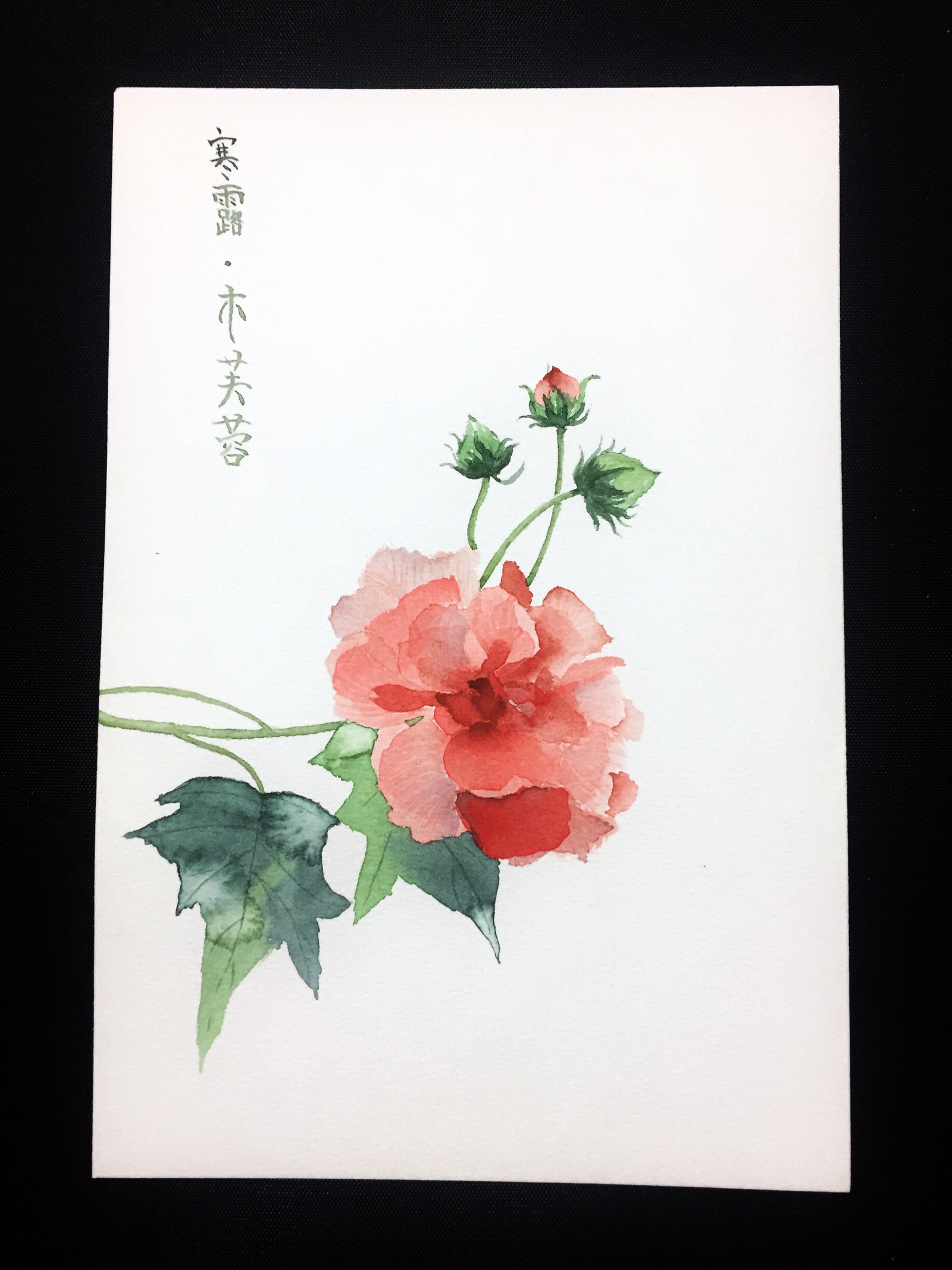 水彩 寒露·木芙蓉 小史溢彩