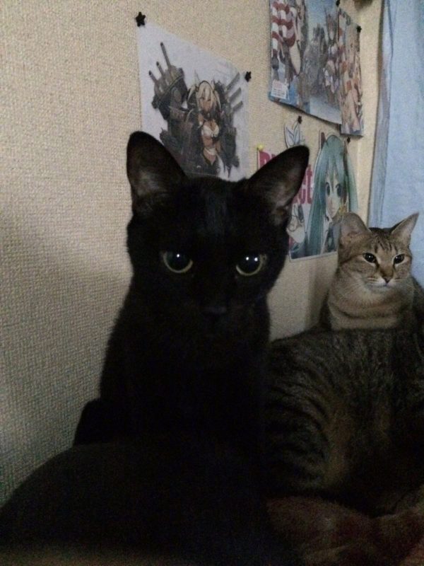 黑猫最可爱.