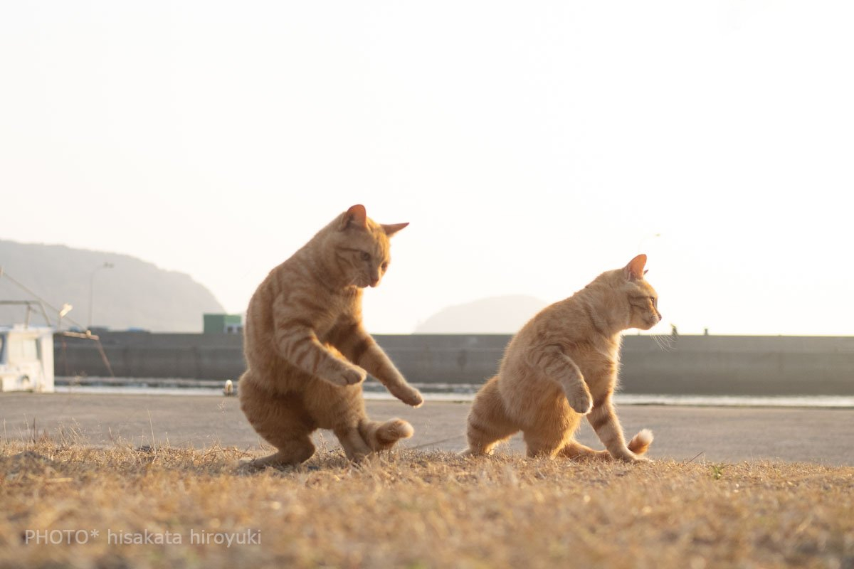 摄影师久方广之镜头下的功夫猫咪.一看就是虎形拳高手!