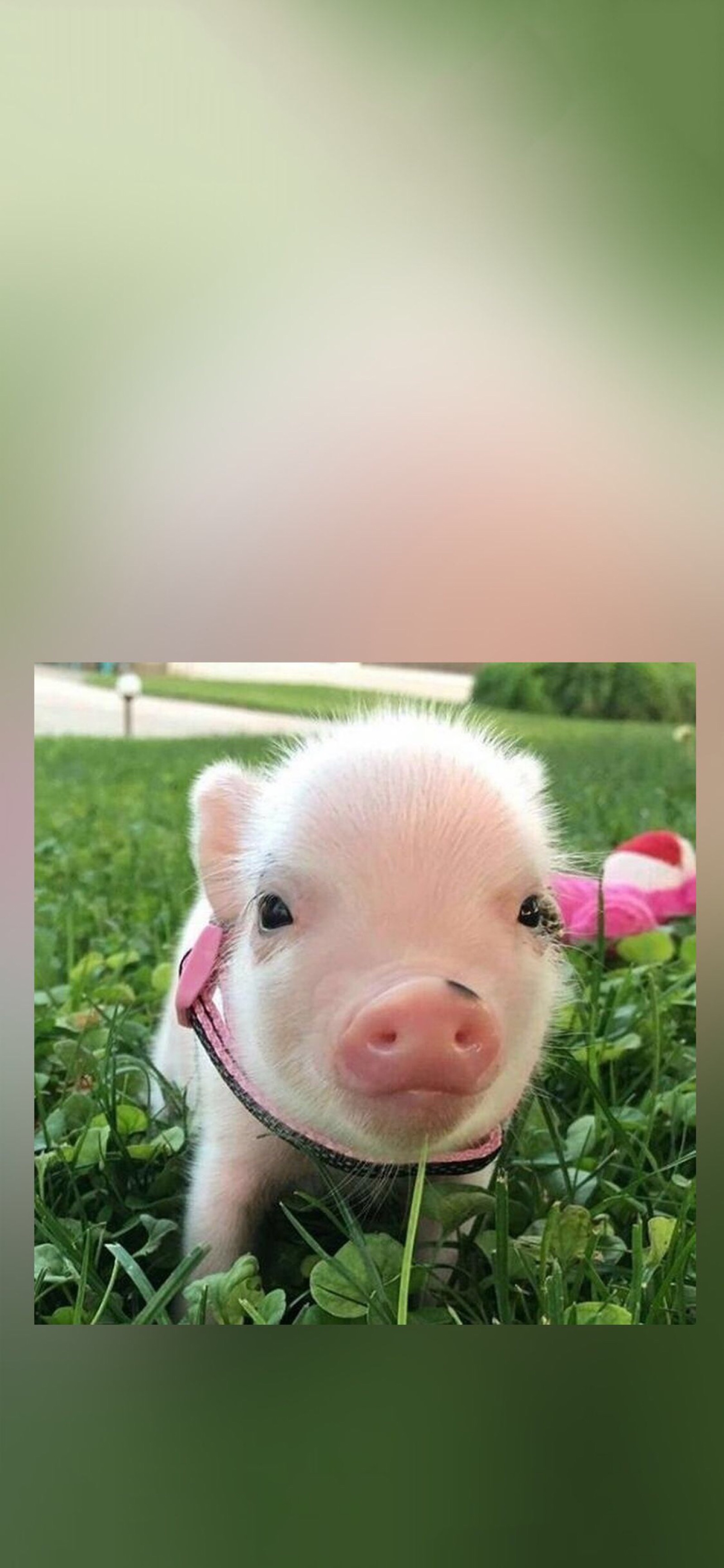 真实小猪照片图片