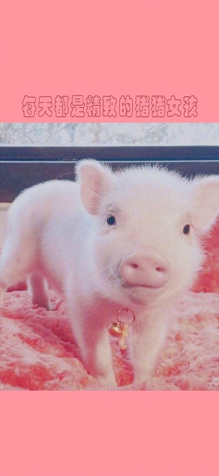 可爱的小猪