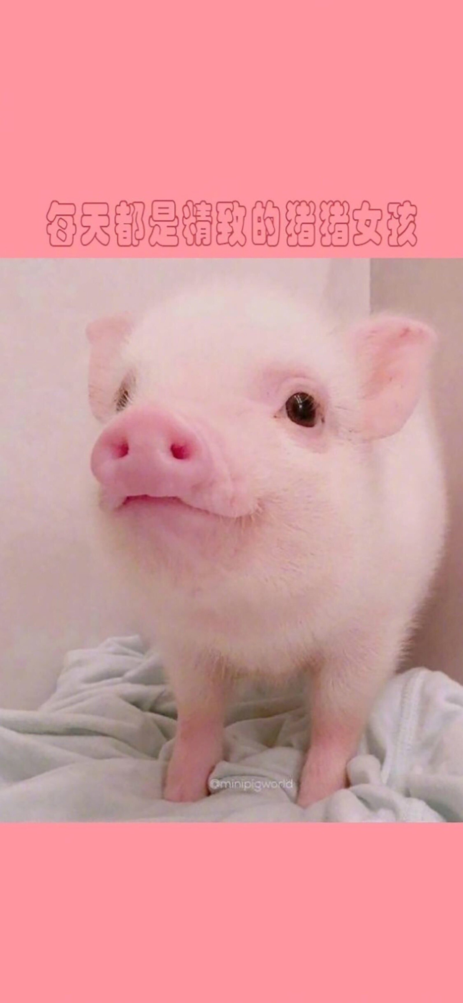 粉粉可爱的小猪
