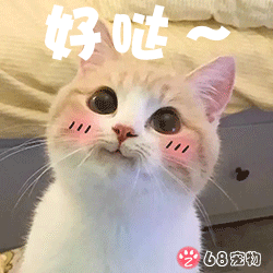 68宠物app微信qq宠物表情:猫咪小可爱好哒