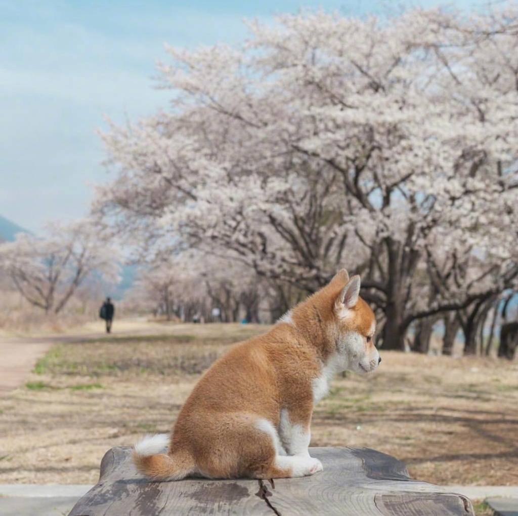 可爱又粉嫩的小柴犬头像