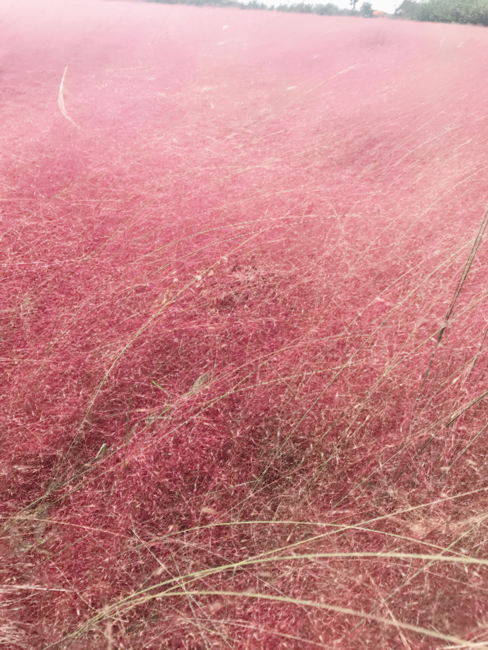 杨凌湿地公园网红草图片