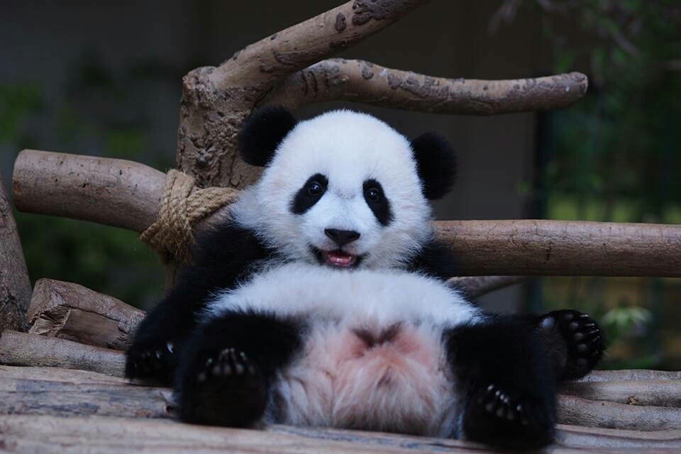 大熊猫暖暖妹妹