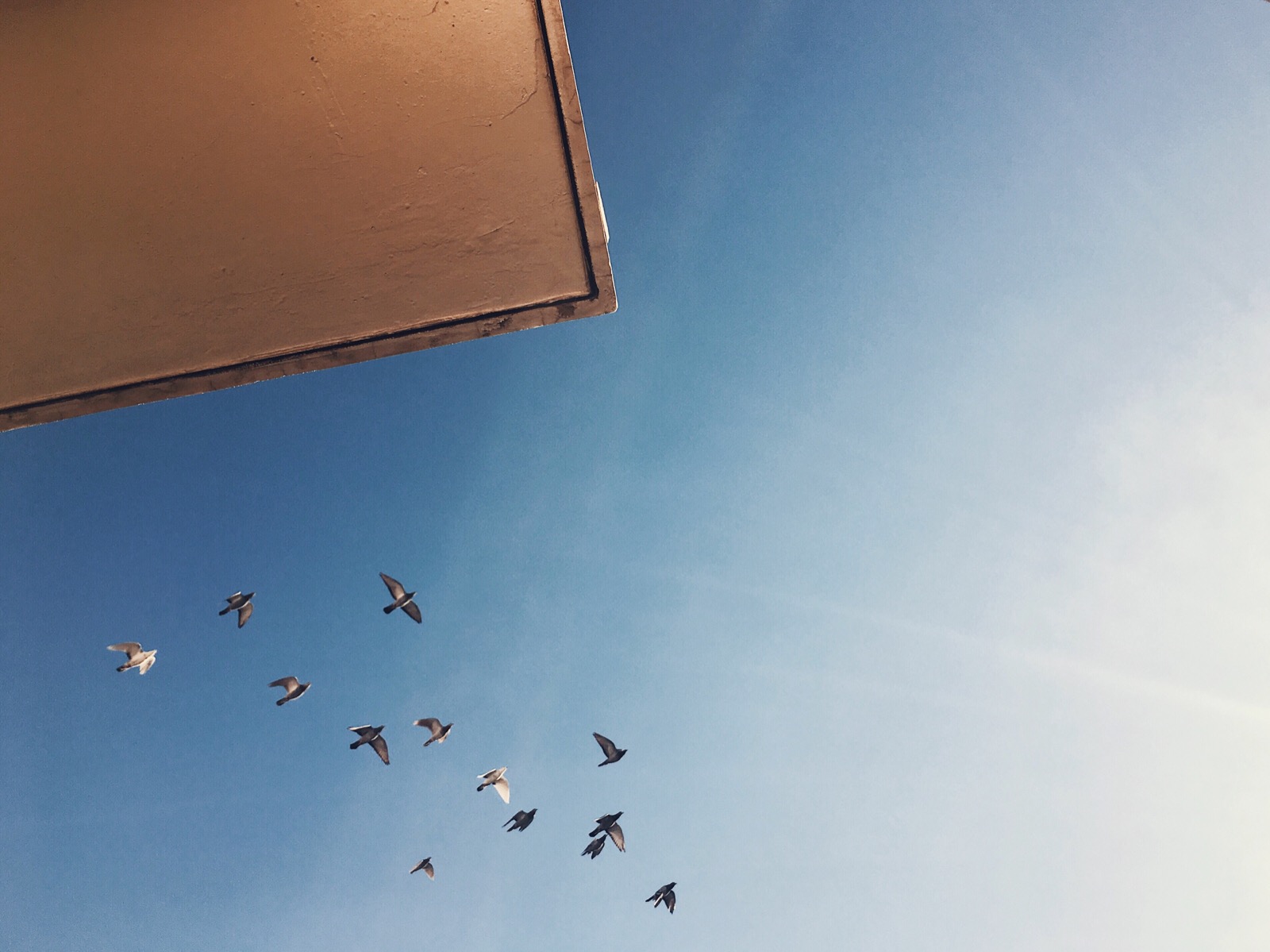 【鸽子 天空 唯美 意境 壁纸 横图背景图】_…-堆糖,美好生活研究所