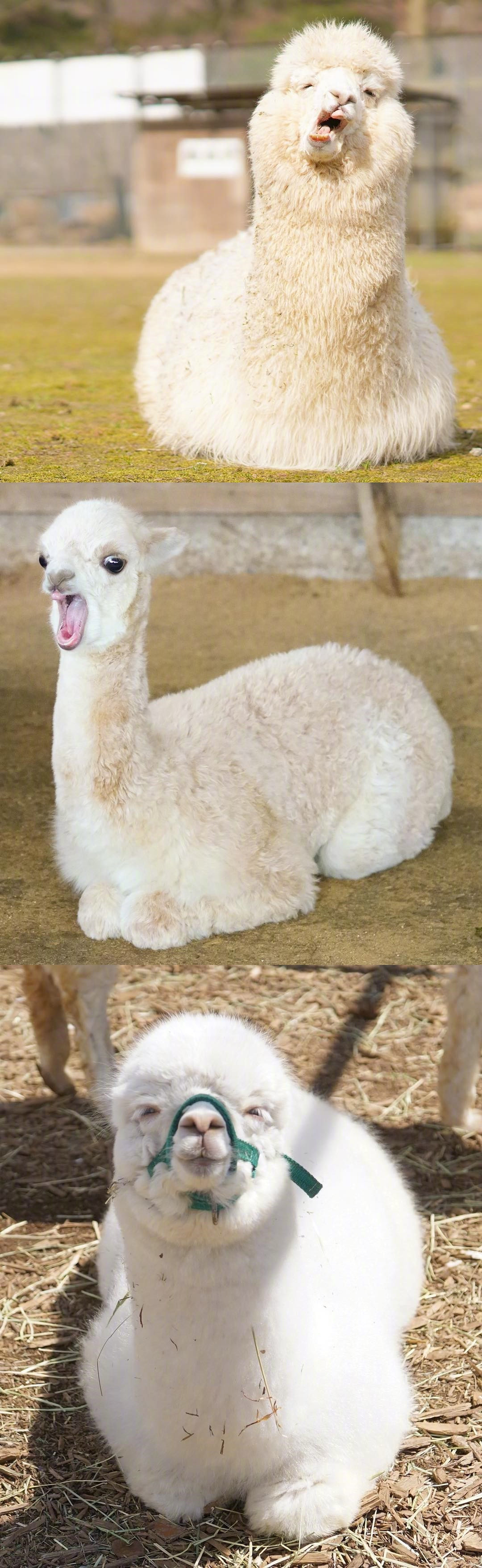 毛茸茸软fufu的羊驼,光看着就觉得手感很棒 ins:pacamera