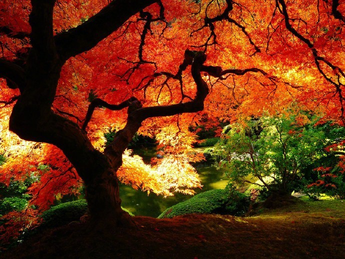 赏枫最佳时间:10月1日-12月结束,最佳11月中下旬;3,南京栖霞山枫叶图片