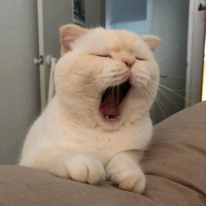 你就像一只高贵的猫咪,却也会在别人怀里撒娇.