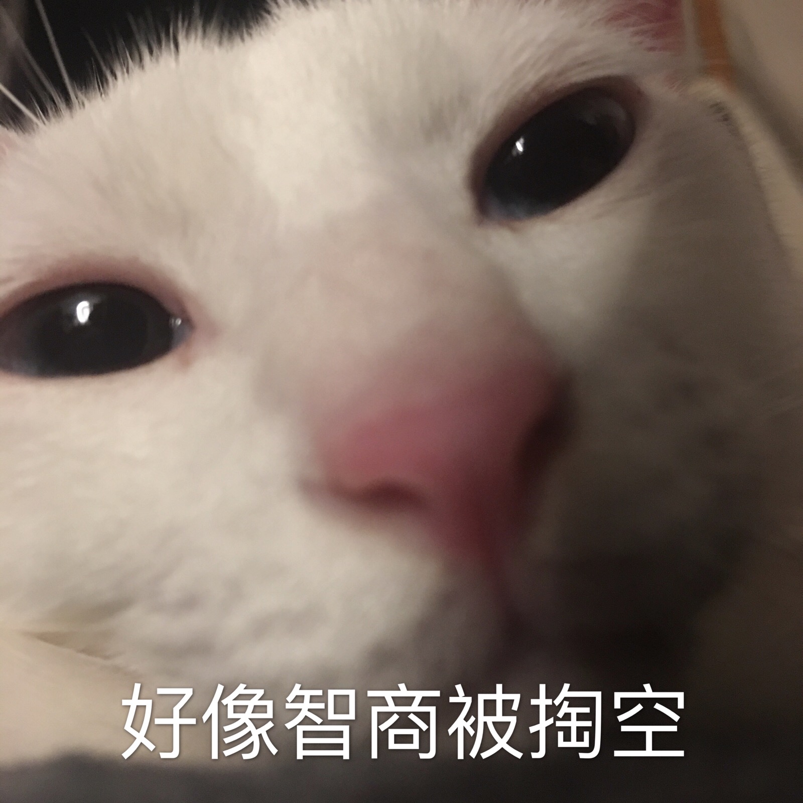 沙雕猫表情包