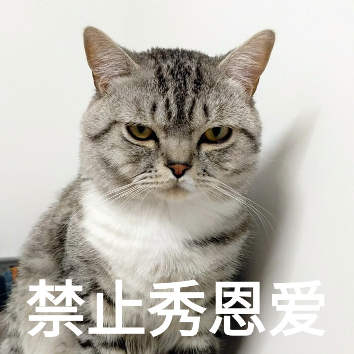 当表情的猫微表情如做何用头像包信图片