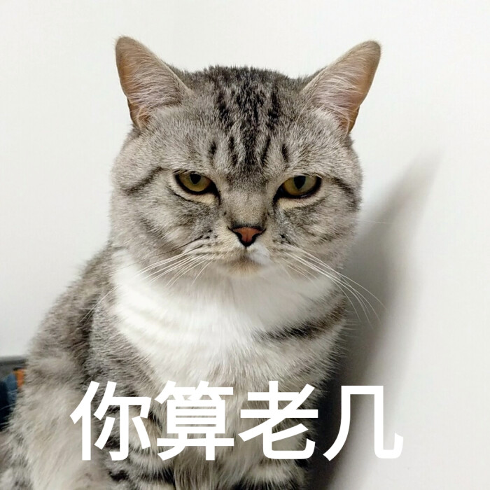 当图片的猫早上好关心的表情图片带字表情大全图片
