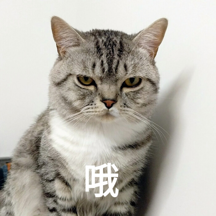 当表情的猫瑟的得男孩包表情小图片