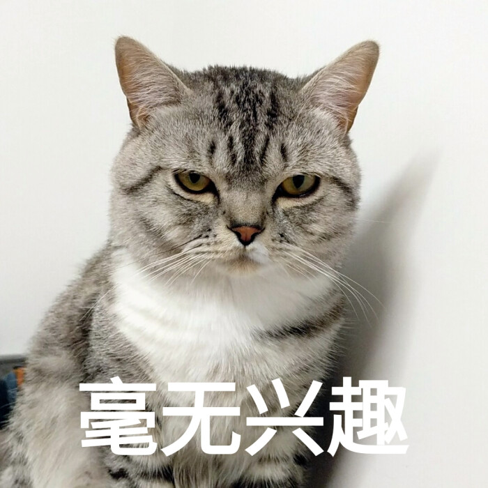 当表情的猫动态包国民表情抱抱宋图片