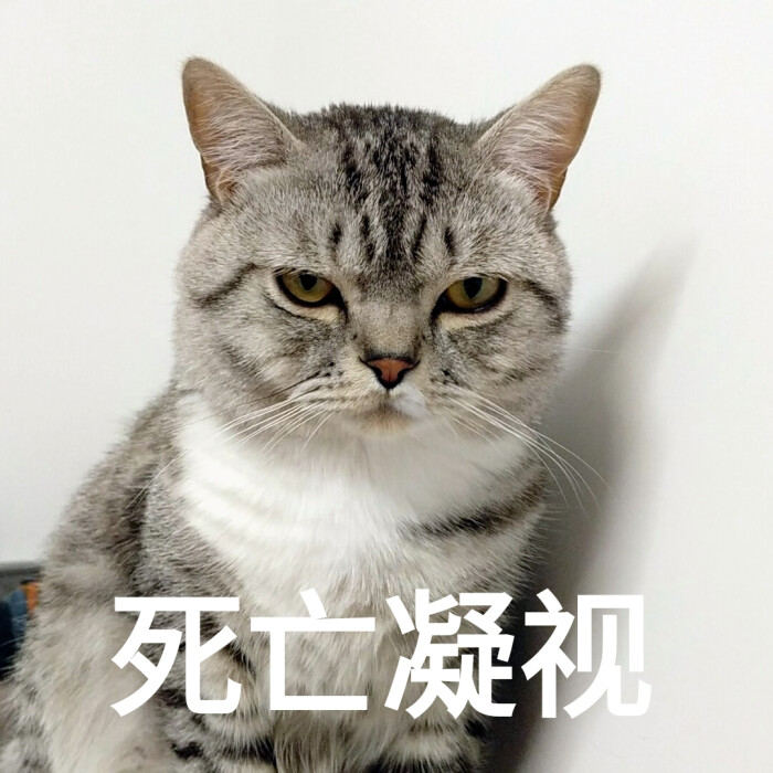 当表情的猫表情包的第熬夜二天我图片