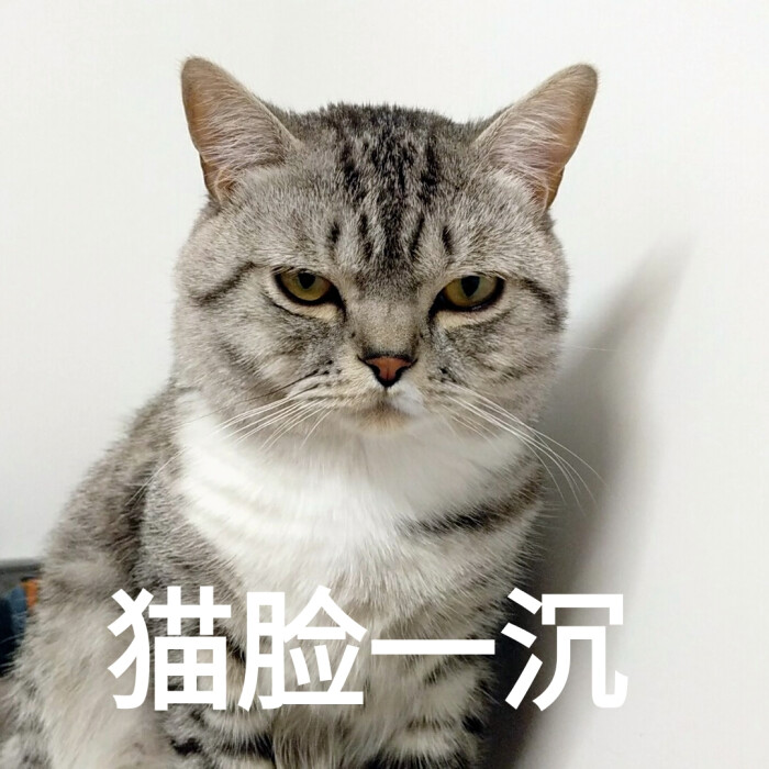 当表情的猫没了咋办表情包图片