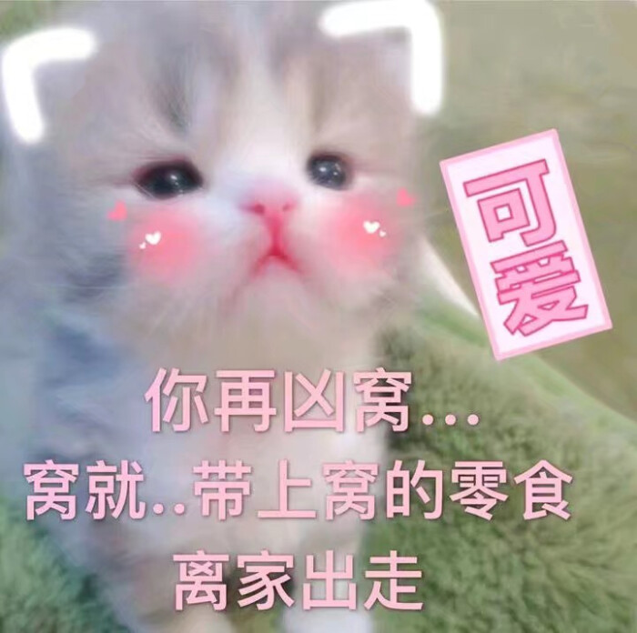 小可爱老鼠图抓表情包动态猫表情图片