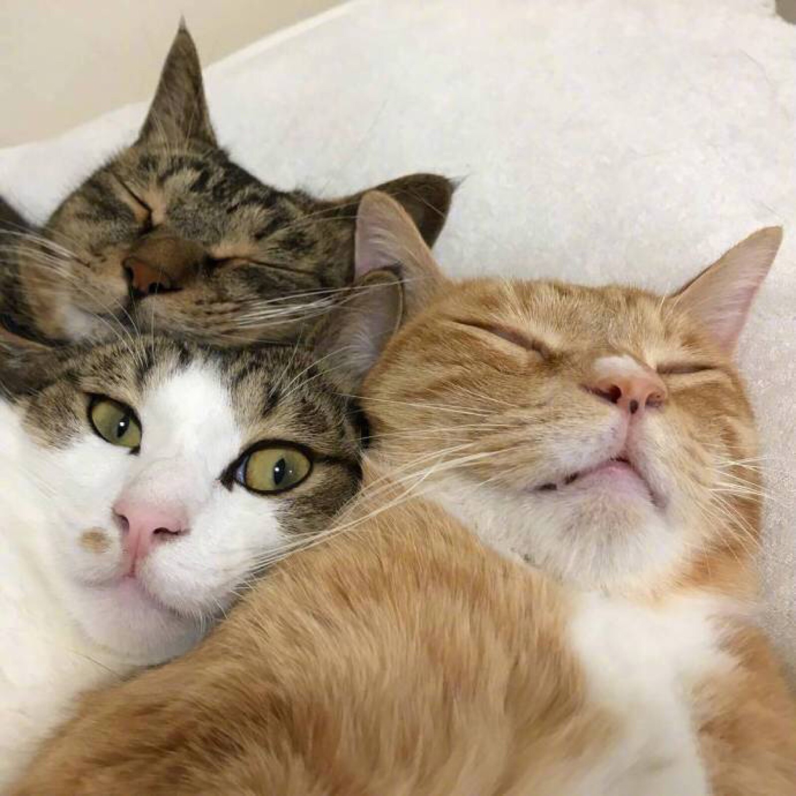 三人头像猫图片
