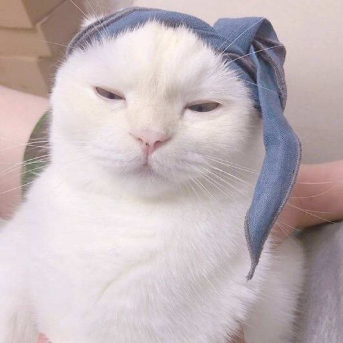 萌猫头像,闺蜜头像,多人头像,三人头像
