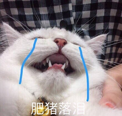 猫哭泣铠甲表情包图片