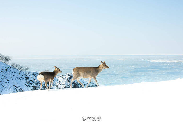 大雪中 _ 小鹿与海