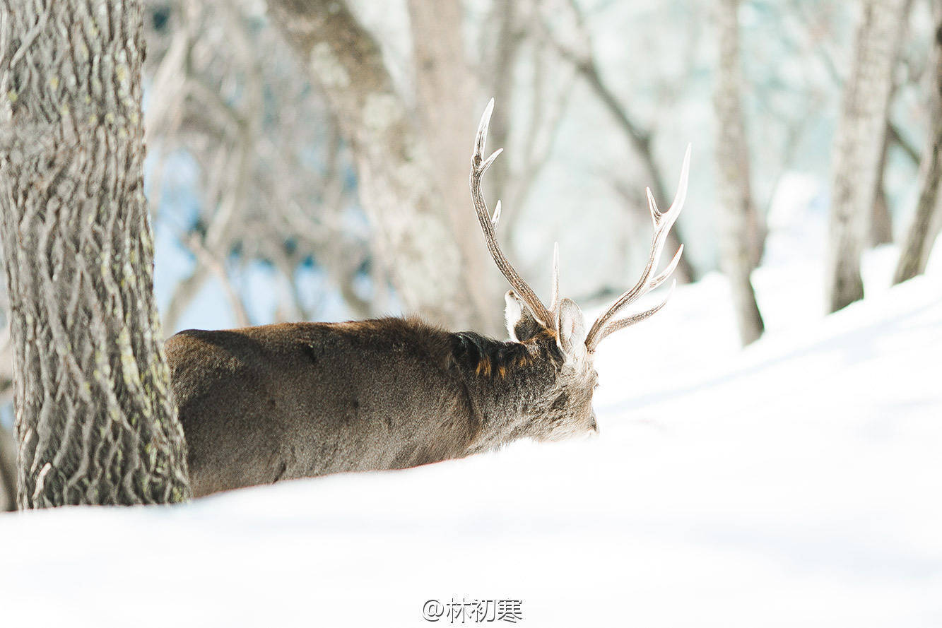 大雪中 _ 小鹿与海