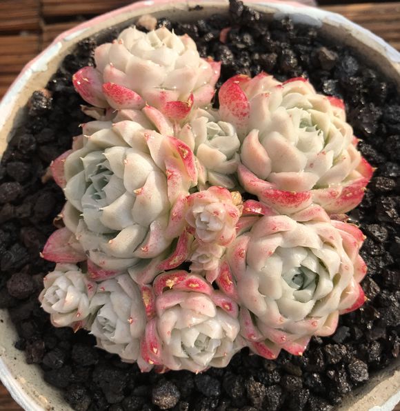 2018年10月20日 15:09   关注  多肉 评论 收藏