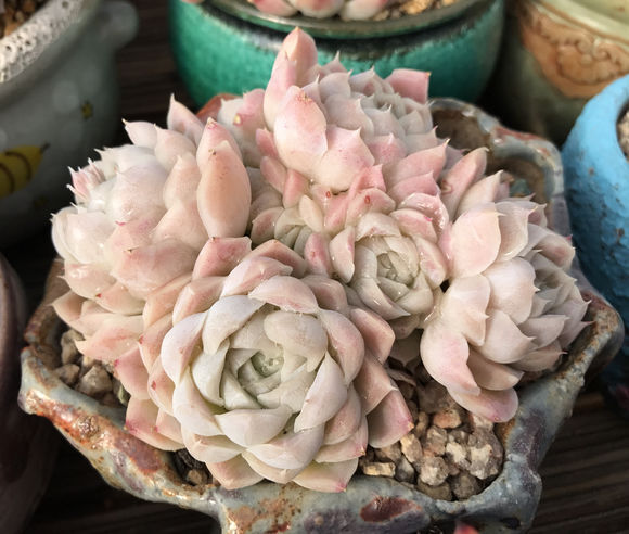 白月影 