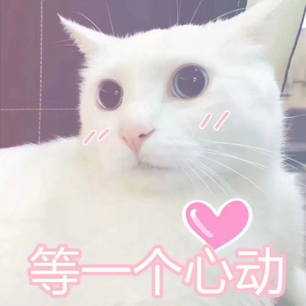 来一波可爱的猫咪表情包!