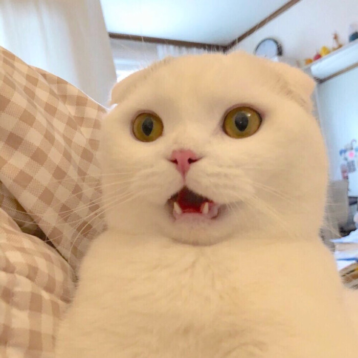 女头