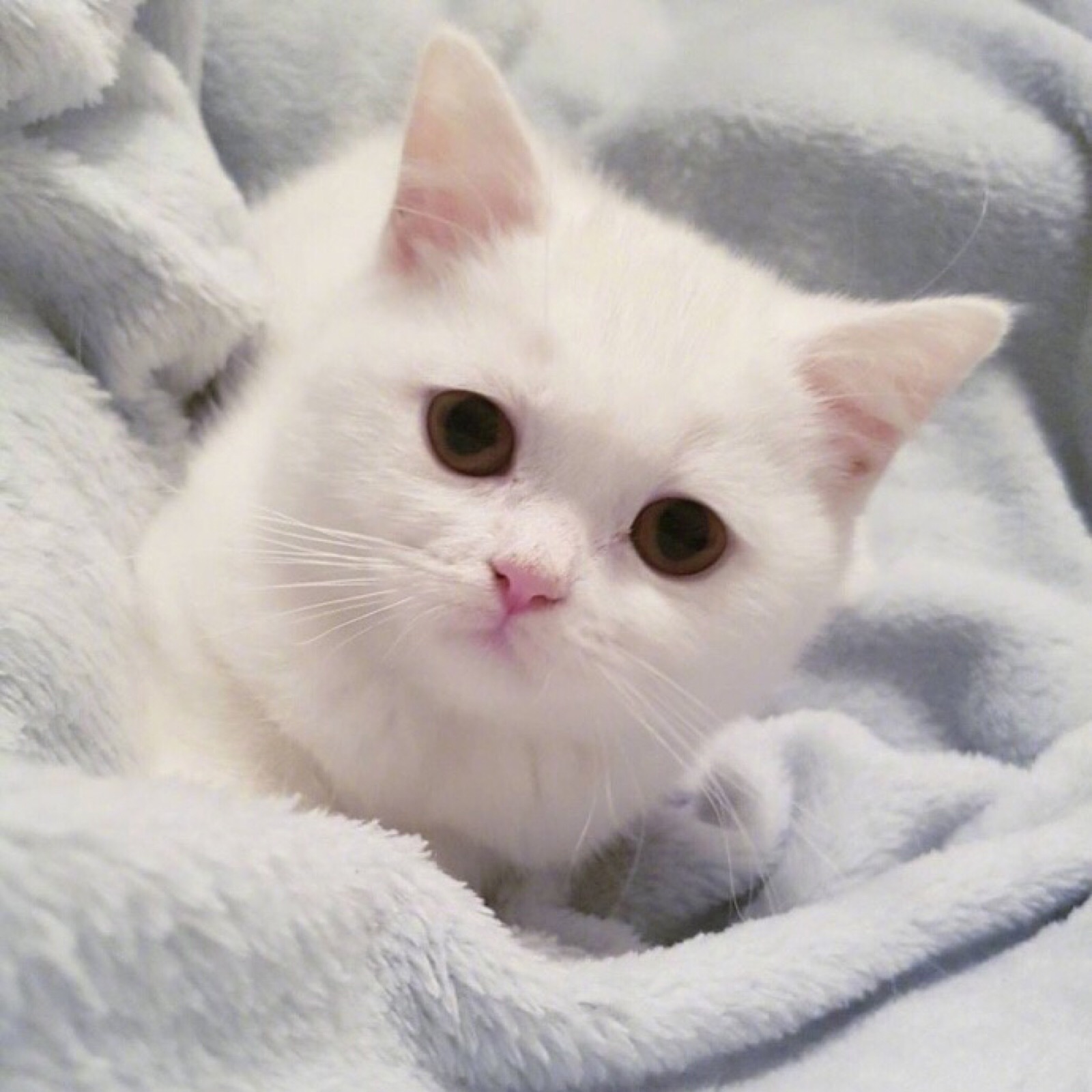 萌猫头像,闺蜜头像,情侣头像,微博详见yaoooooooir.