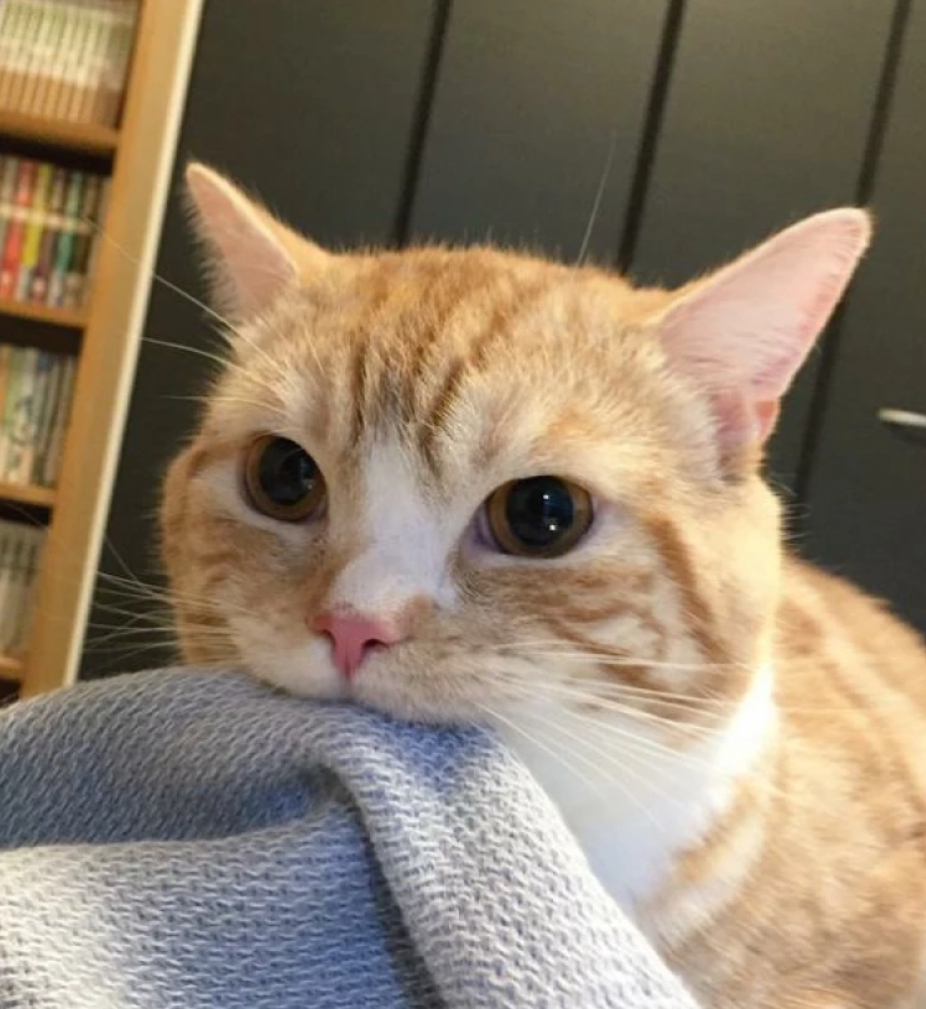 萌猫,闺蜜头像,三人头像,多人头像,情侣头像,微博见yaoooooooir.