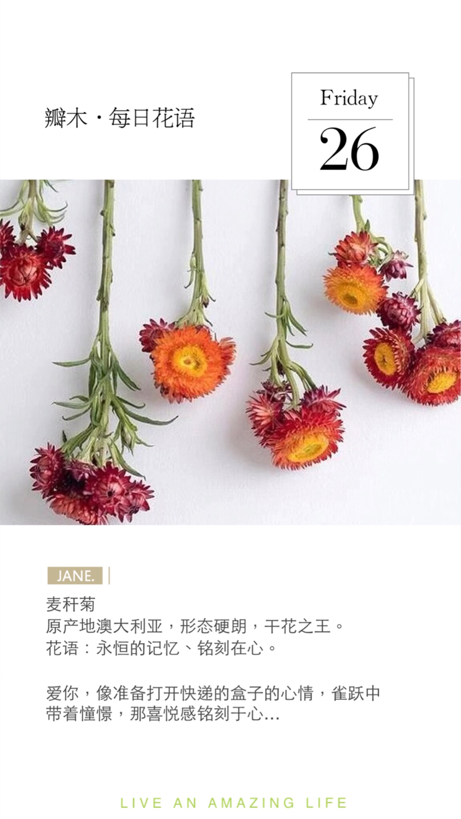 瓣木花语# 麦秆菊原产地澳大利亚,形态硬朗,干花之王.