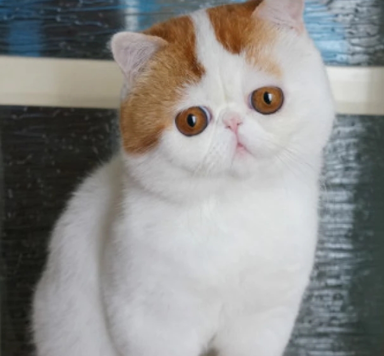 三人头像,萌猫头像,猫咪头像,多人头像,闺蜜头像,闺蜜三人头像,女生