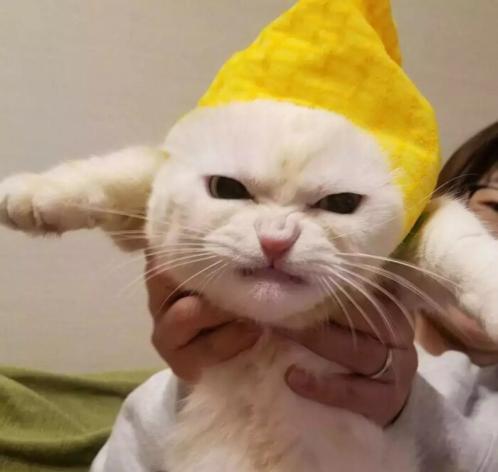 猛虎落泪