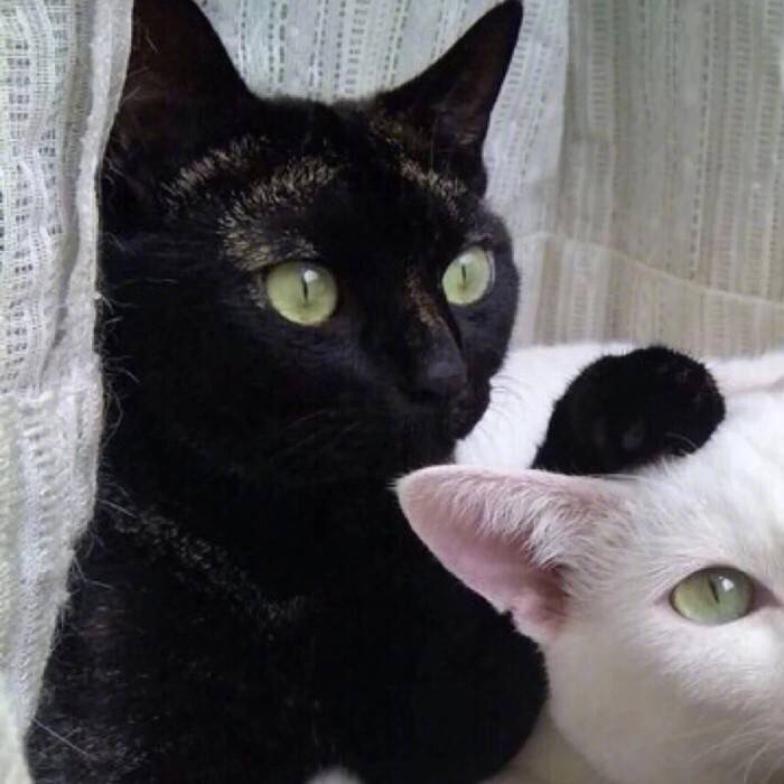 一黑一白猫咪情侣头像图片