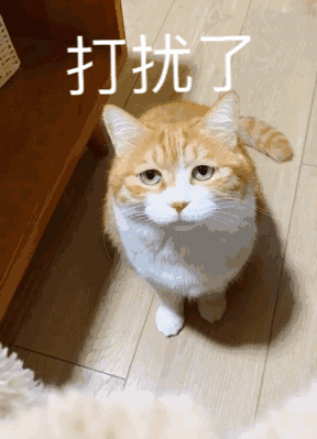 网上很火的橘猫表情包图片