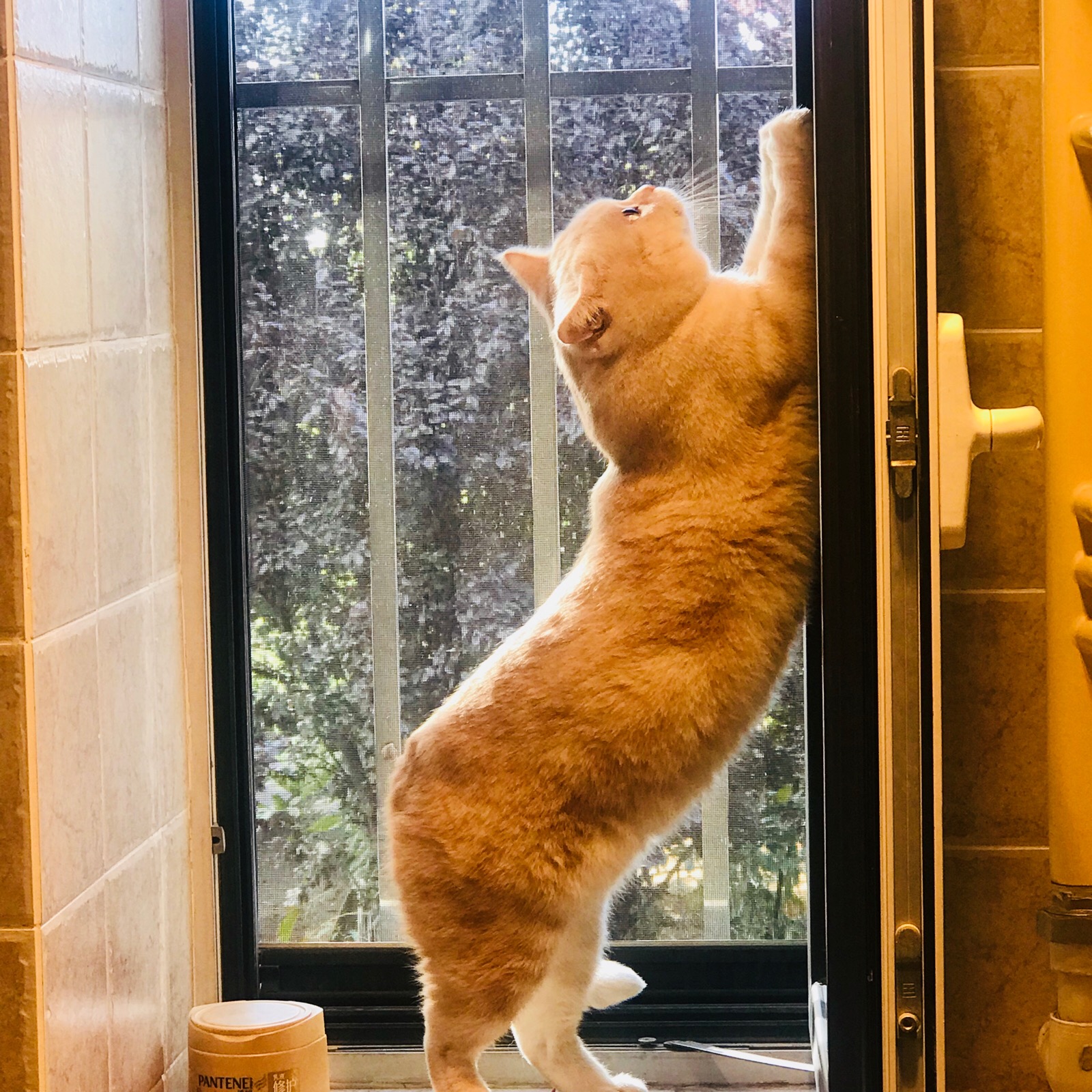 家有萌宠 之拿铁练瑜伽♀标准猫试