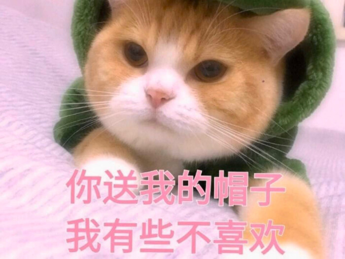 帽子表情你送我的猫咪我有些不喜欢高跟鞋图搞笑图片