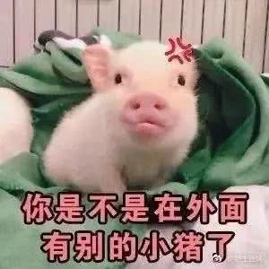 猫咪表情包 小猪表情包 可爱