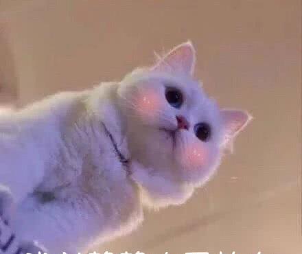 猫咪表情奔跑的鸡表情仙女v猫咪火龙果的搞笑吃图动图片
