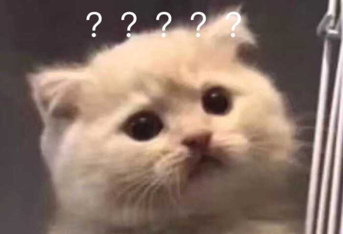 猫咪表情包