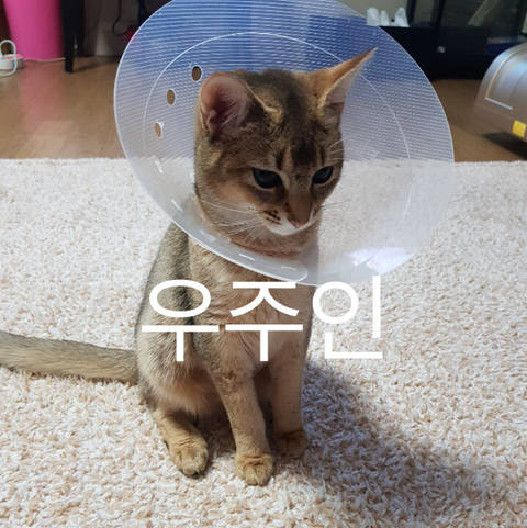 姜丹尼尔 猫