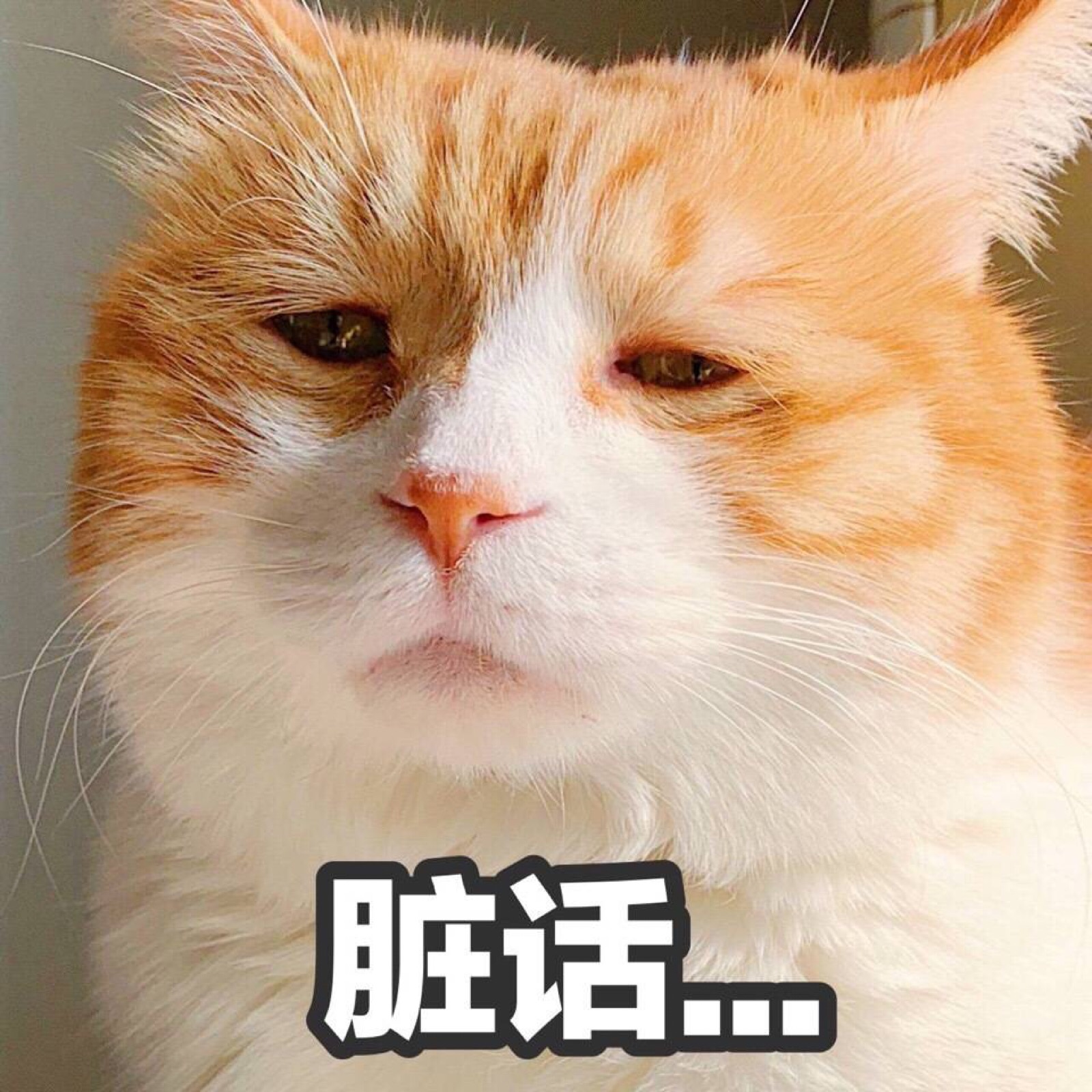 猫干净表情包