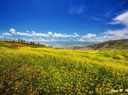 汇客旅游网-门源百里油菜花