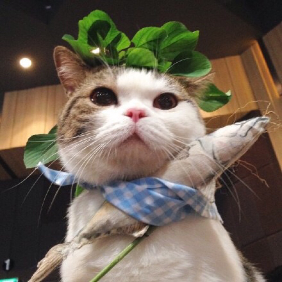 萌猫头像,情侣头像,闺蜜头像,更多见微博yaoooooooir ,其他闺头情头