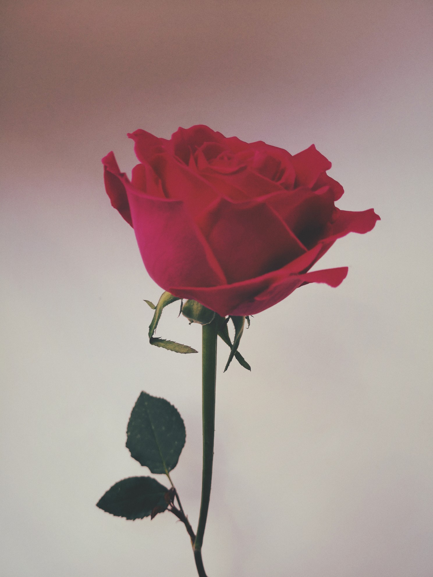 单只玫瑰