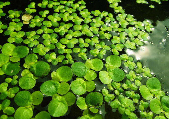 寄语浮萍草,相随我不如